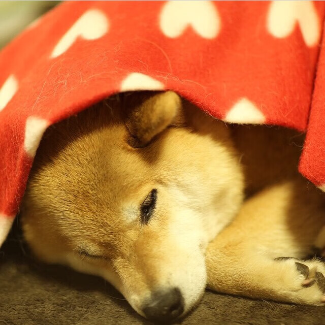 惊世一枪，阿克在年度焦点之战封神，逆天操作改写历史！